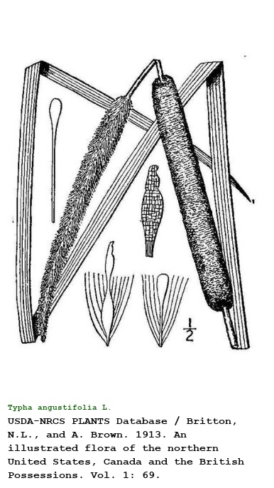 Typha angustifolia L.
